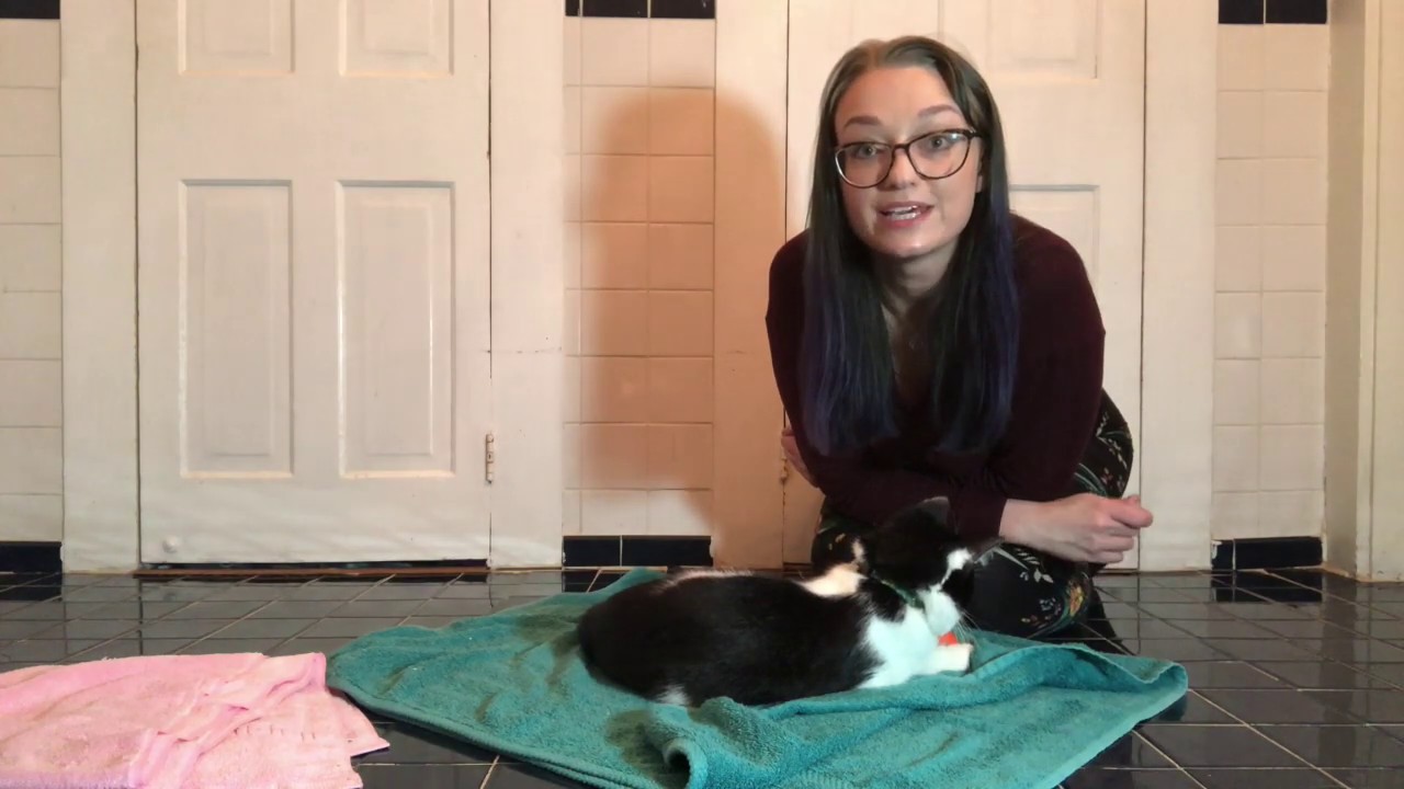 How to Vaccinate at Home for Fosters | American Pets Alive!