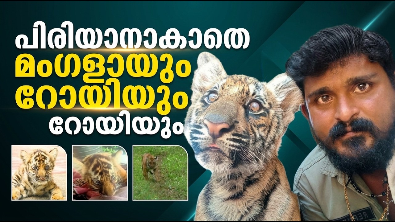 തേക്കടിയിലേത് മനുഷ്യ-വന്യജീവി ആത്മബന്ധത്തിന്റെ അപൂർവ അധ്യായം; പിരിയാനാകാതെ 'മംഗള'യും റോയിയും | Tiger