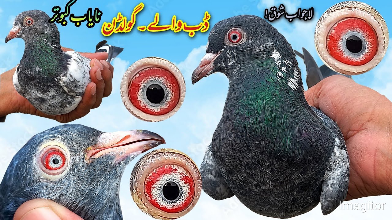 20 Years Old Kasuri Dub waly Golden Pigeons Breeds | Old is Gold | ڈب والے | گولڈن 