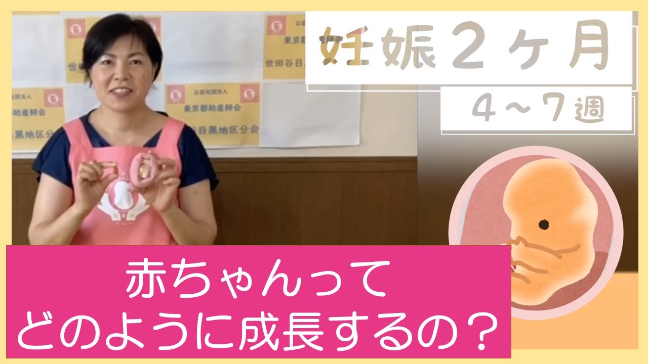 赤ちゃんって、どのように成長するの？【東京都助産師会】【妊娠】【胎児】
