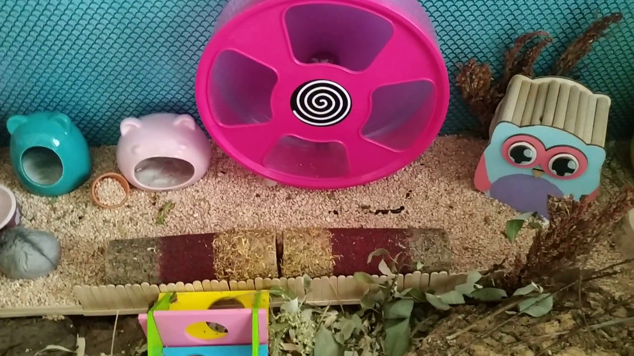 Update Leckerlisammlung meines Hamsters Teil 1