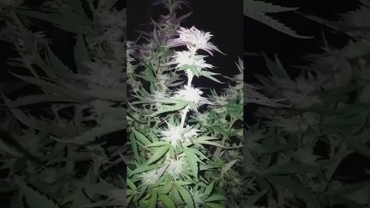 gorilla grow chocolate mint og 2020