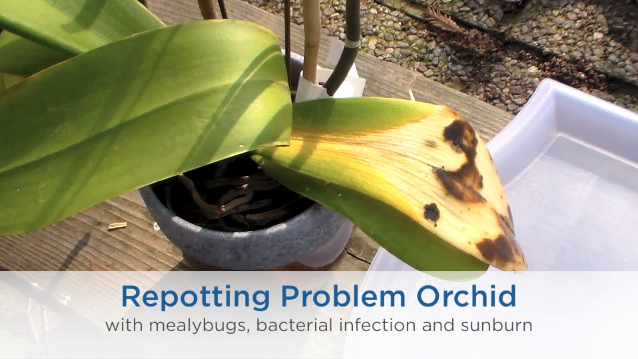 Repotting orchid with mealybug and spider mite infestation, sunburn and bacterial infection