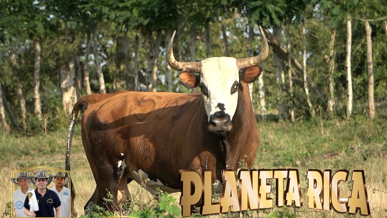 PLANETA RICA 2026 Toros de la Ganaderia la Tentación de los Hermanos Cerro