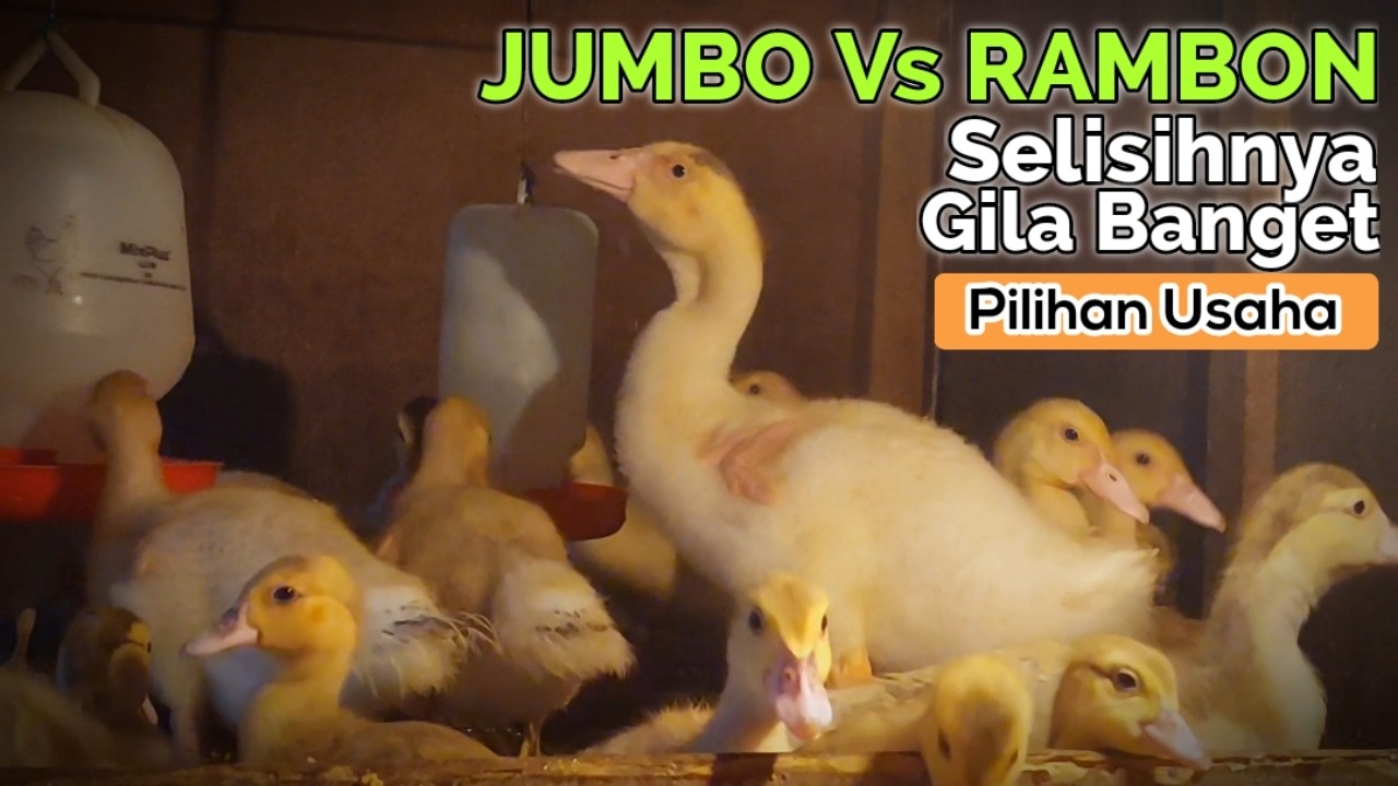ENTOK JUMBO Vs RAMBON ! Perbandingan Ukuran & Pertumbuhan Lengkap, Hasilnya Bikin Kaget