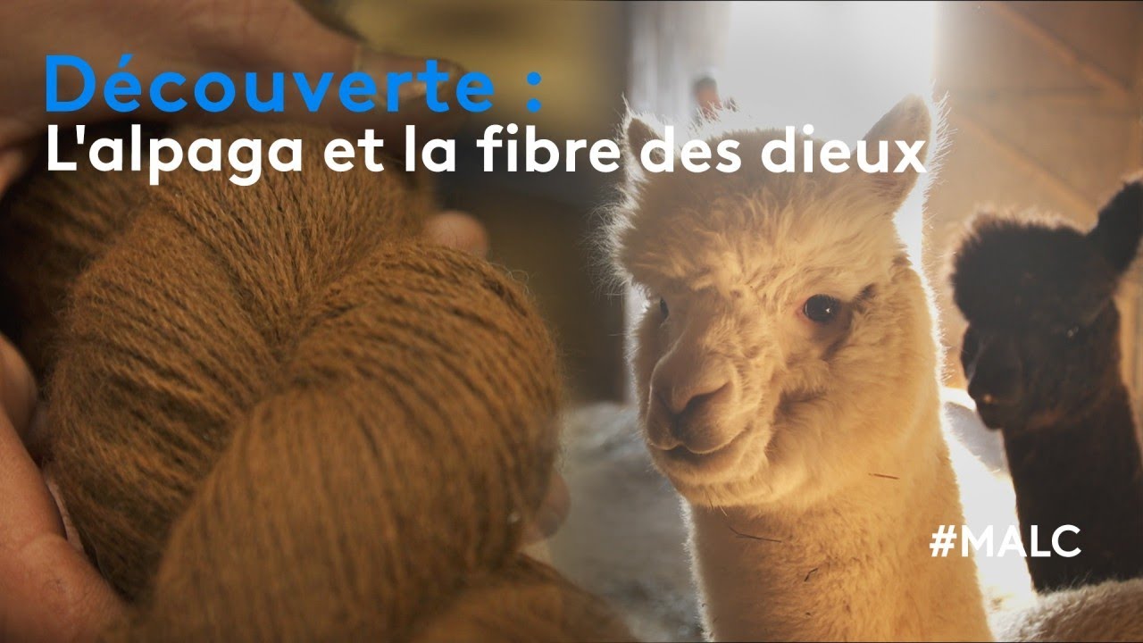 Découverte : l'alpaga et la fibre des dieux