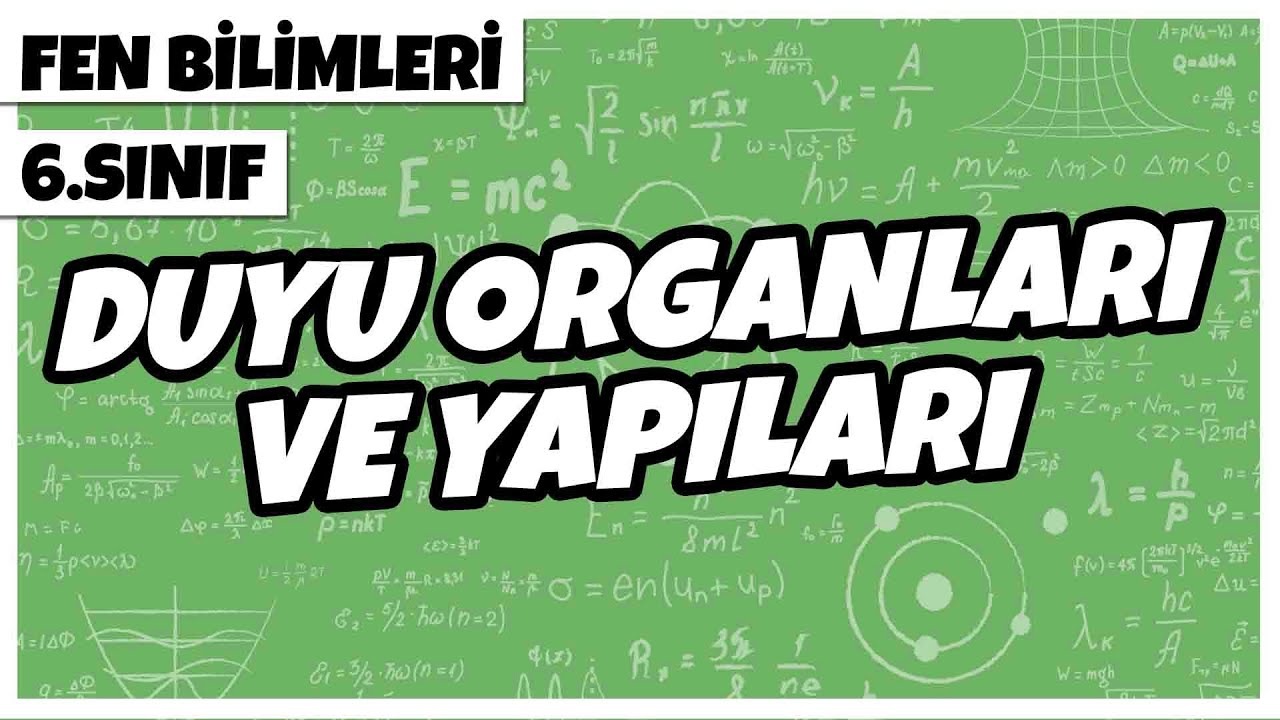 6. Sınıf Fen Bilimleri - Duyu Organları ve Yapıları | 2022
