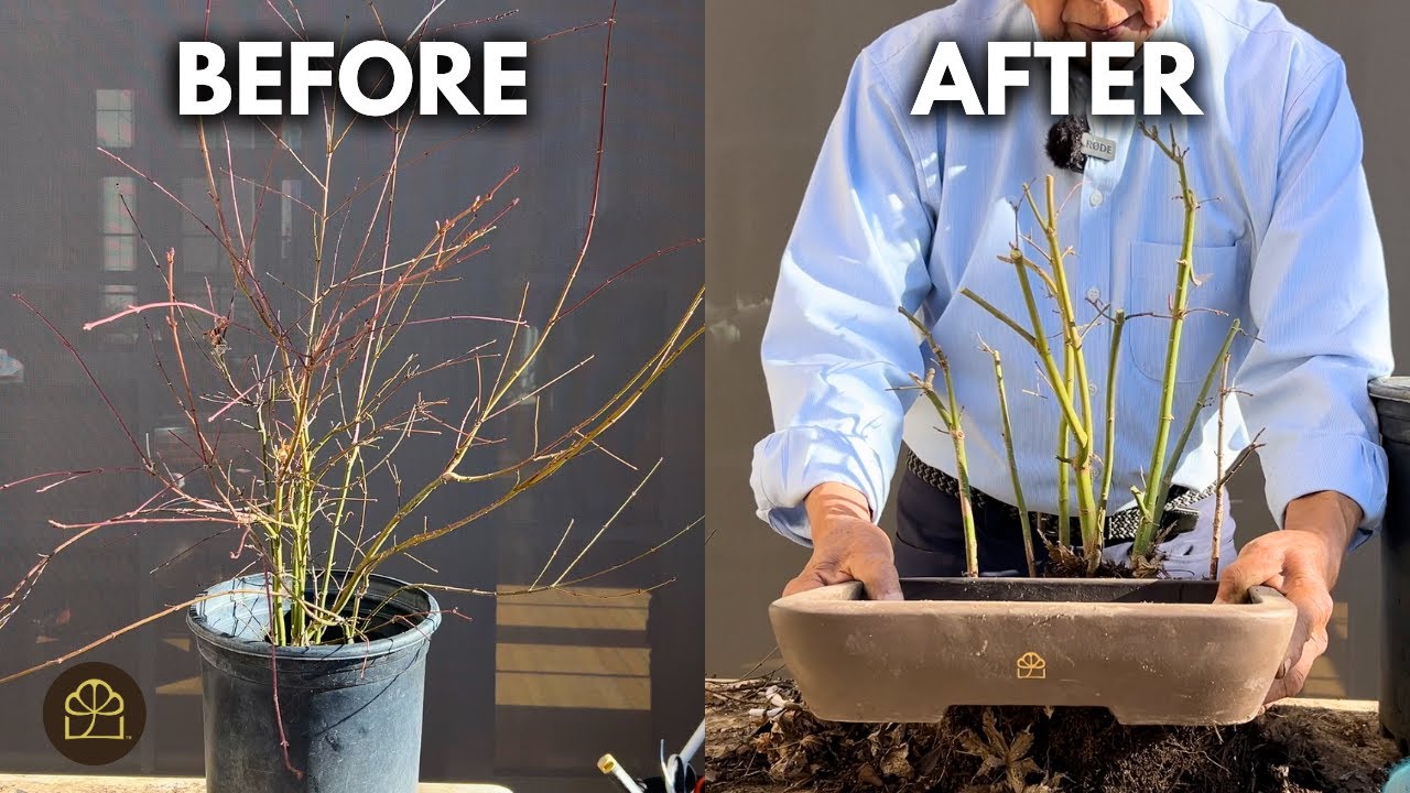 Bonsai Techniques for Beginners: Making a Japanese Maple Bonsai Grove