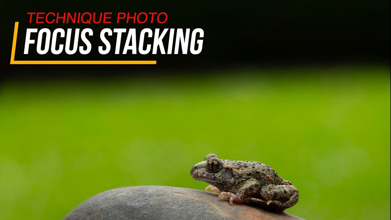 Le Focus Stacking ! Gagnez en netteté sur vos photos - Technique photo très utile en macro.