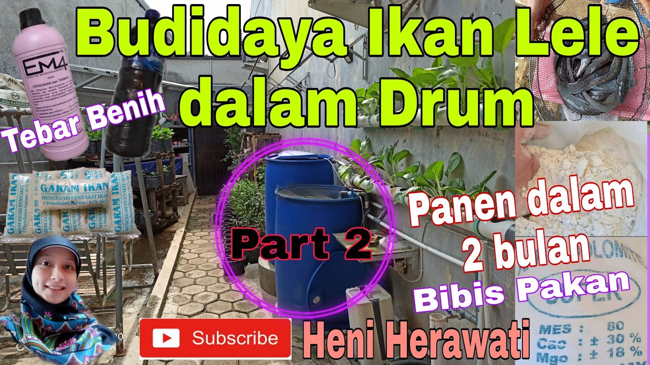 Budidaya Ikan Lele Dalam Drum || Panen dalam 2 Bulan || Tebar Benih & Bibis Pakan || Part 2
