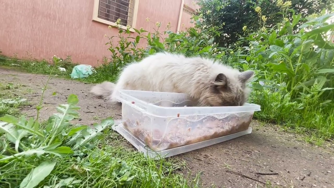 Today I Fed a Beautiful Stray Cat
