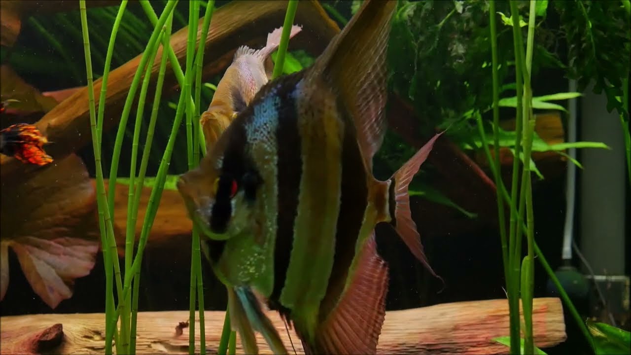 362. My Amazing Pterophyllum Altum Orinoco.