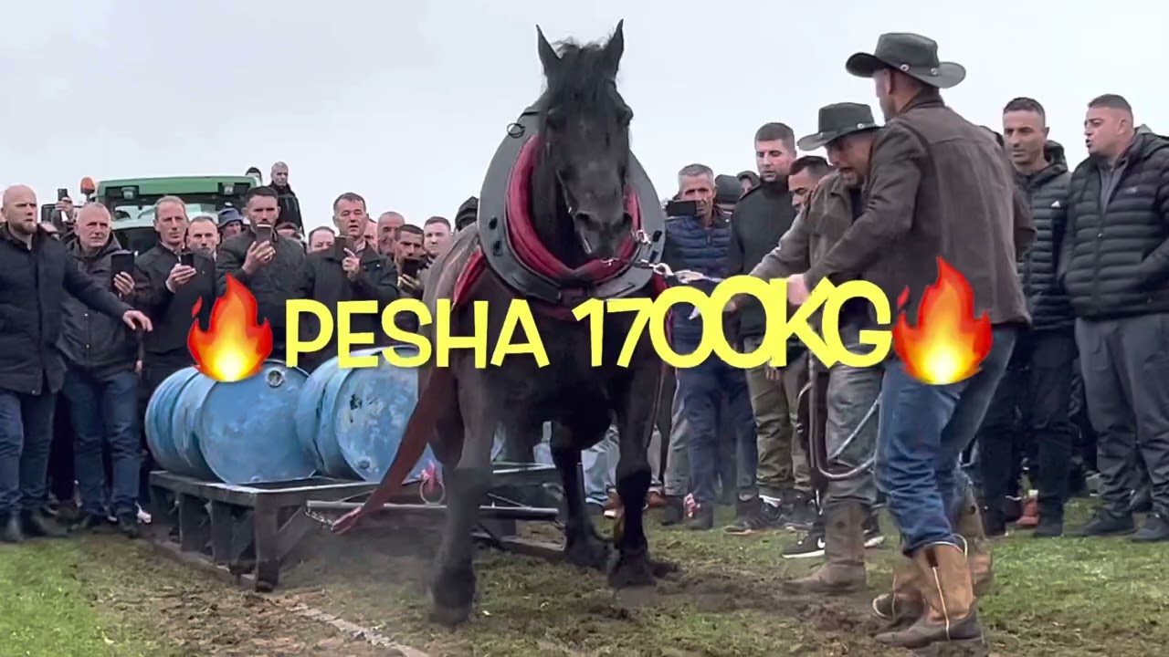 KUAJT SHQIPTAR  Beqo champion