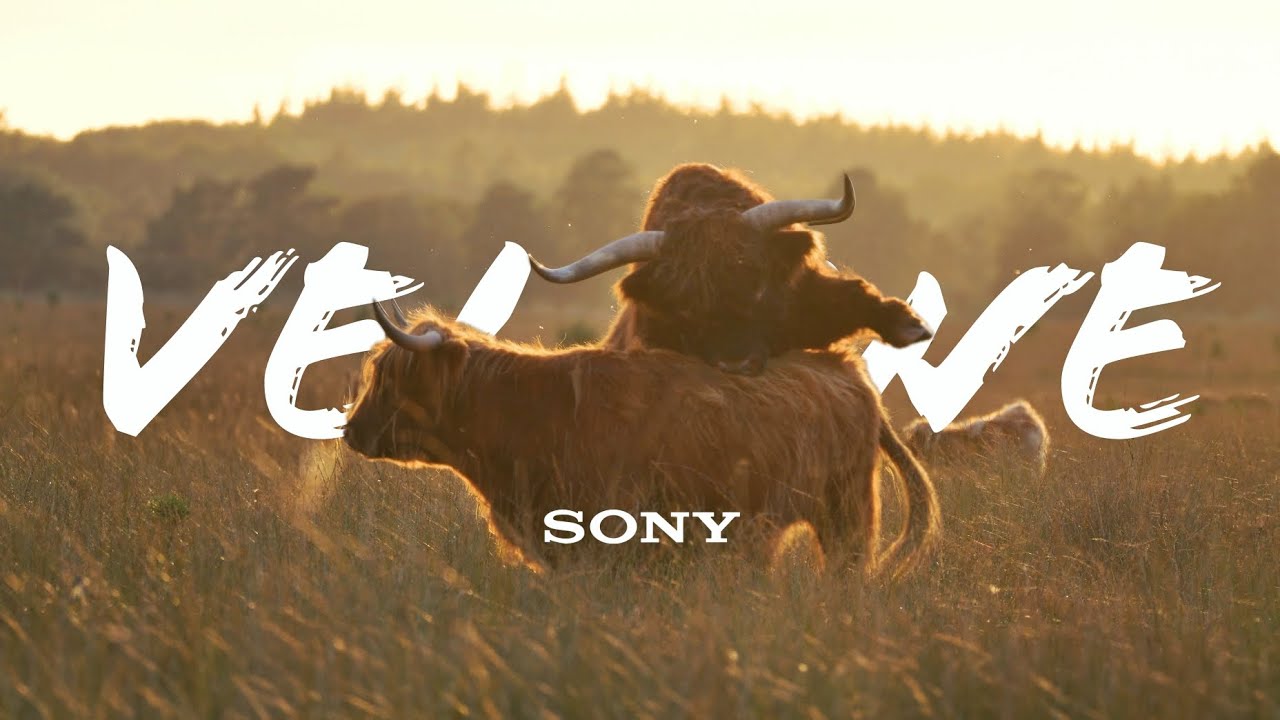 Sony A6700 | Romantic Dutch Evening | 4K Shortfilm