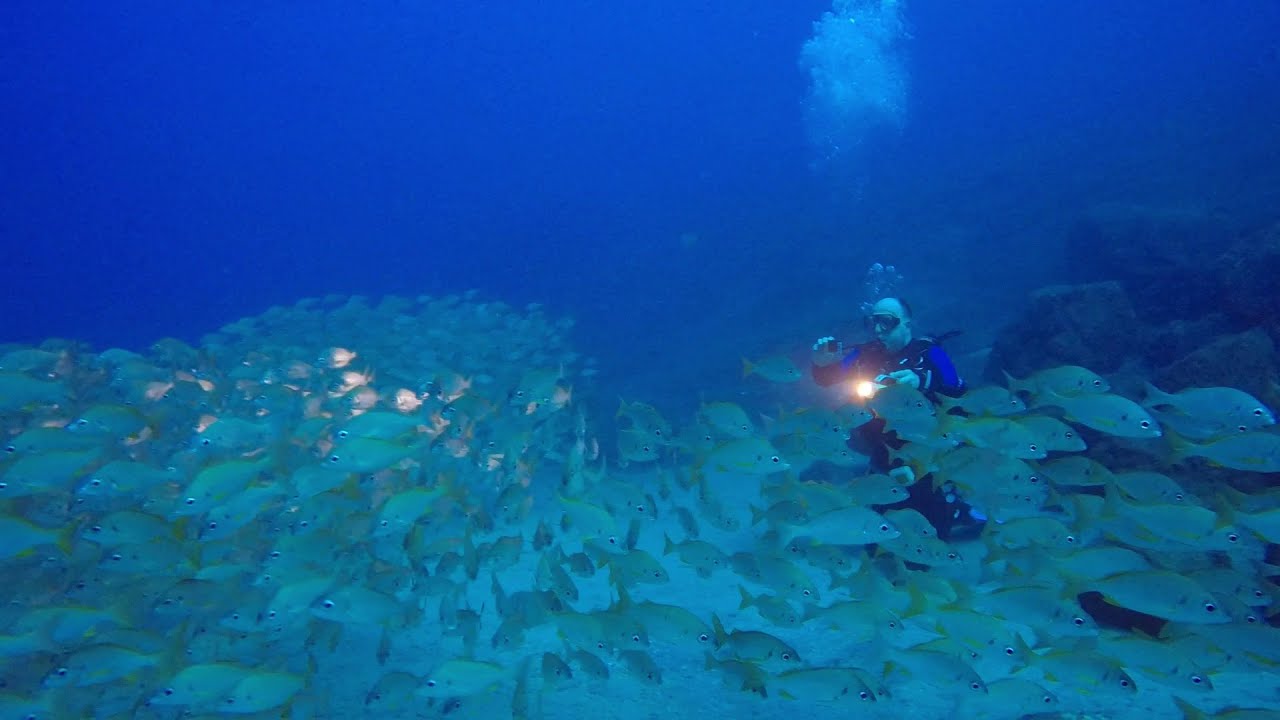 Baranco Seco Deep (Los Roncadores) Dive Site in Tenerife | Los Gigantes Diving Centre