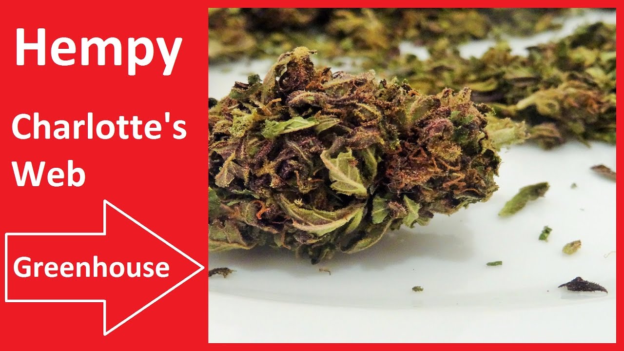 Hempy Greenhouse Charlottes Web   CBD Hanf Test #CBDTest