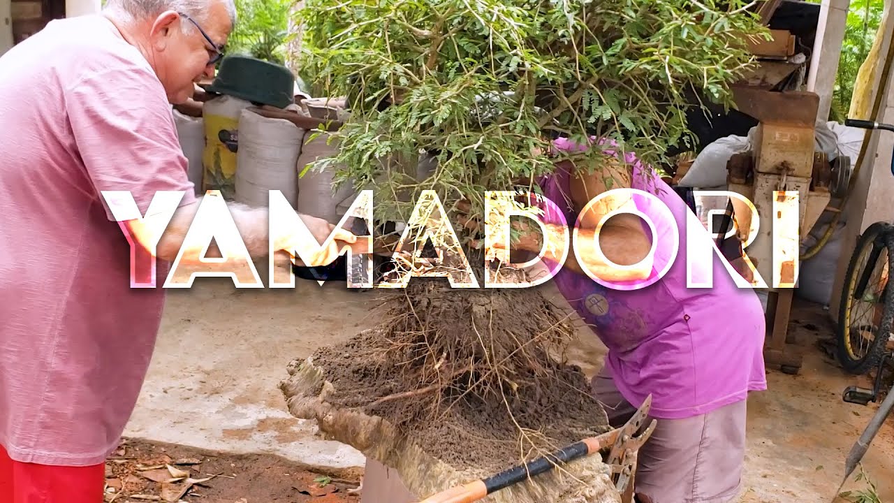 Yamadori caseiro de caliandra Spinosa (Bonsai)
