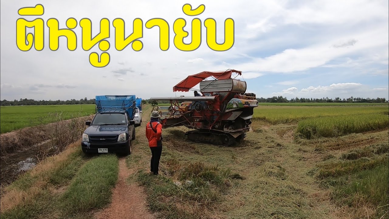 นาแปลงนี้หนูนาเพียบเลยตีกันยับ ข้าวหอมพวง