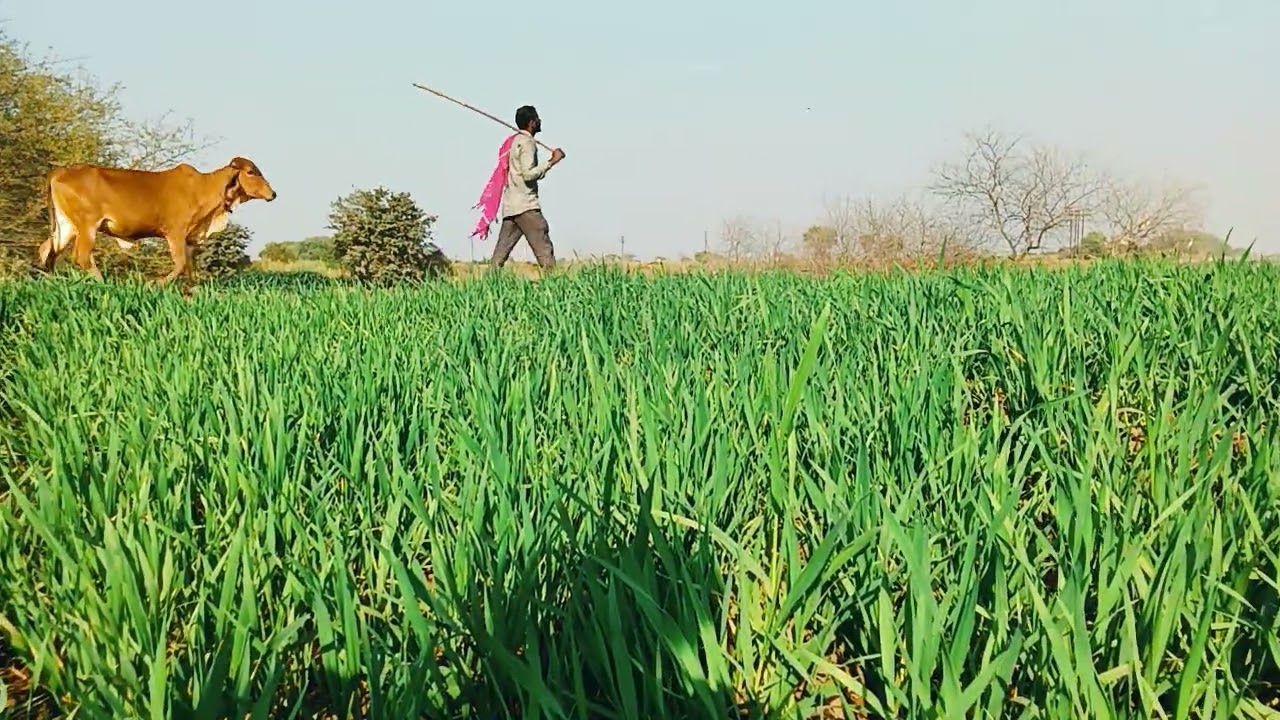 Krushanachya Gai 🥰#farming