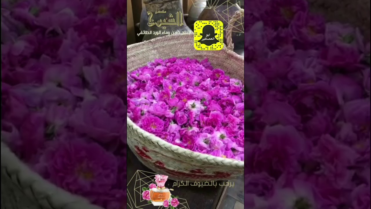 تغطيتي لمصنع الشيوخ للورد الطائفي في منطقة الهدا شعبان 1439ه