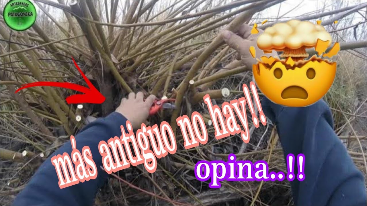 MIMBRE, 👉PODA Y 🌴COSECHA.✂️ QUE OCURRE DESPUES DE ESO.♻️ #cesteria #artesanos #viral #plantas