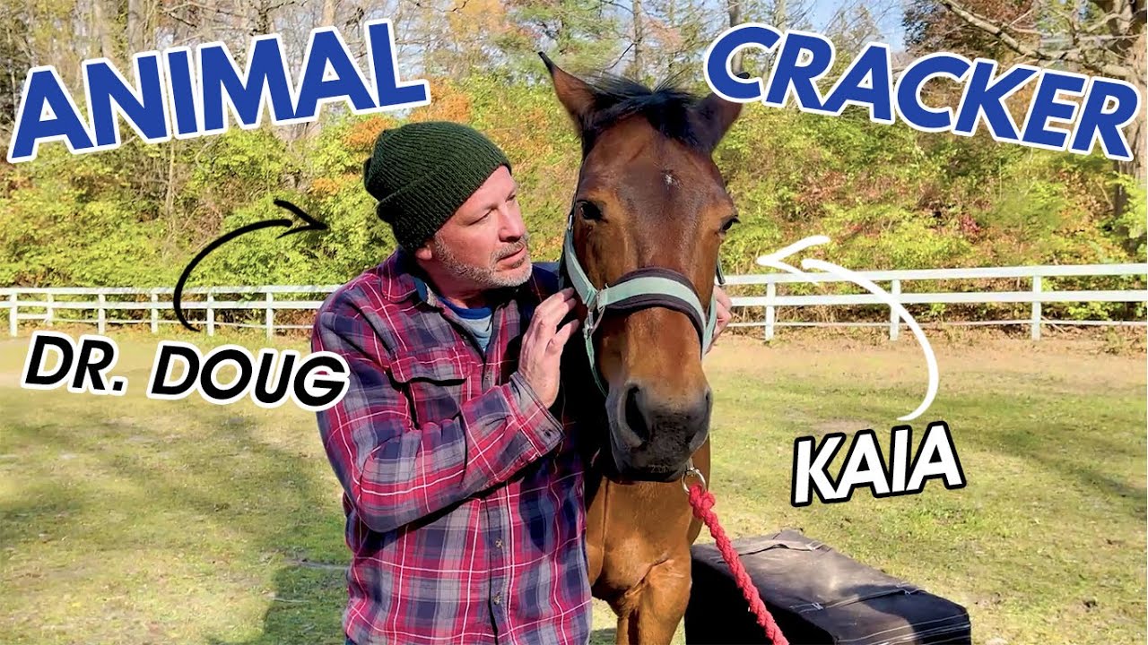 PINCHED NERVE RELIEF & RELAXING ADJUSTMENT for RESCUE HORSE