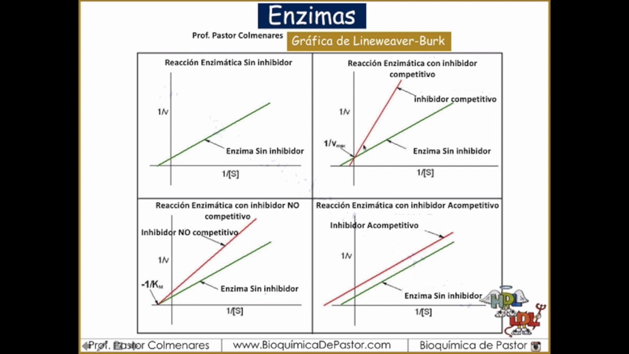 Inhibidores en la gráfica de Lineweaver-Burk | Enzimas Parte XIX