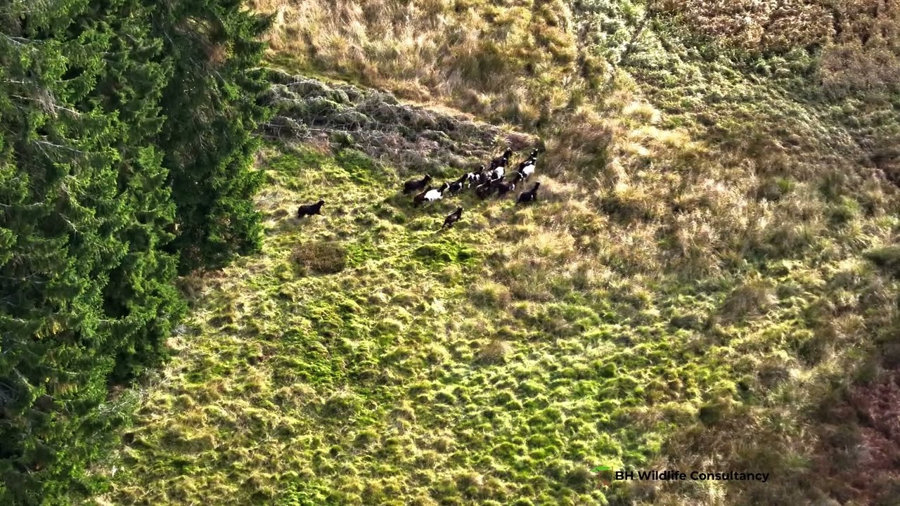 Kielder Goat Project using thermal drone