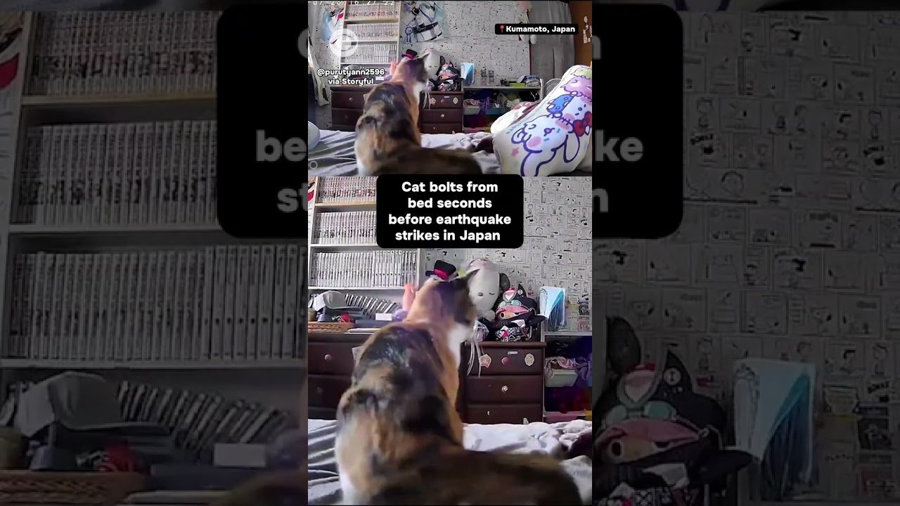 Cat bolts from bed moments before earthquake rattles Japan #shorts