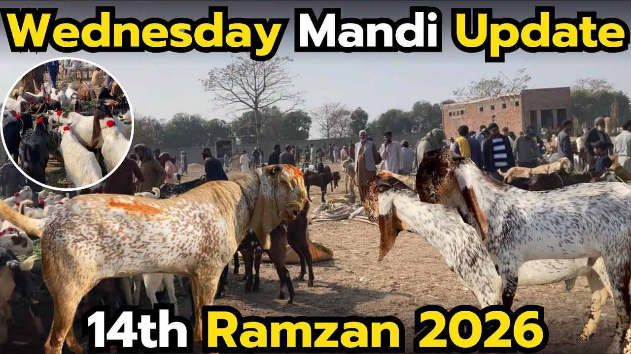 Wednesday Mandi Update | 14th Ramzan 2026 | Saray Qurbani Janwar Ki Latest Prices 🐄🐐