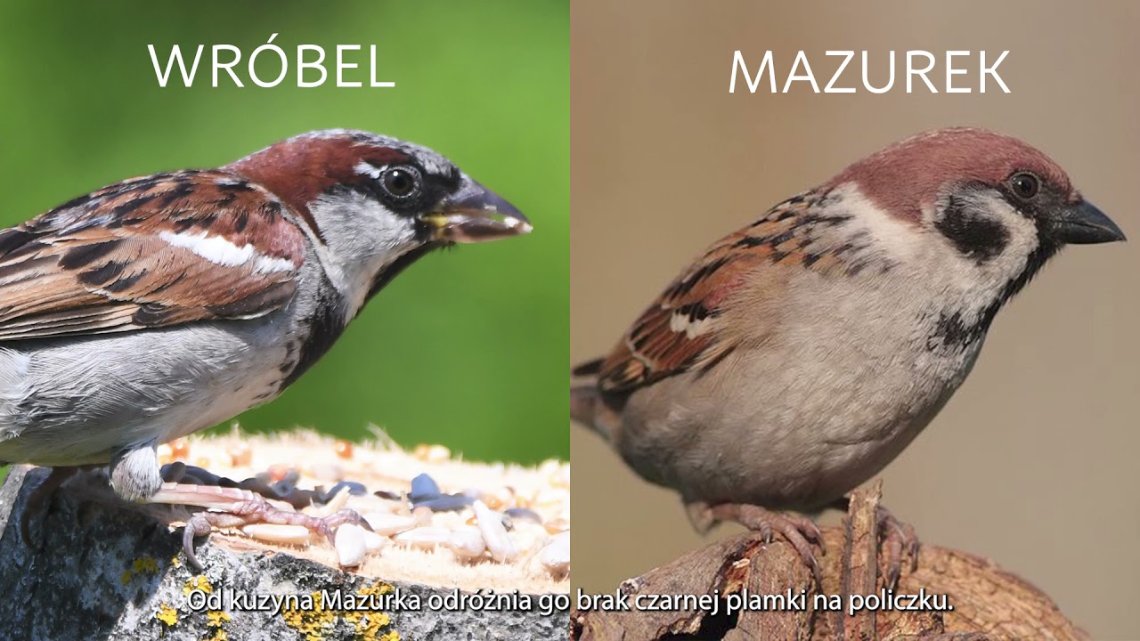 Wróbel - rozpoznaj ptaki w ogrodzie.