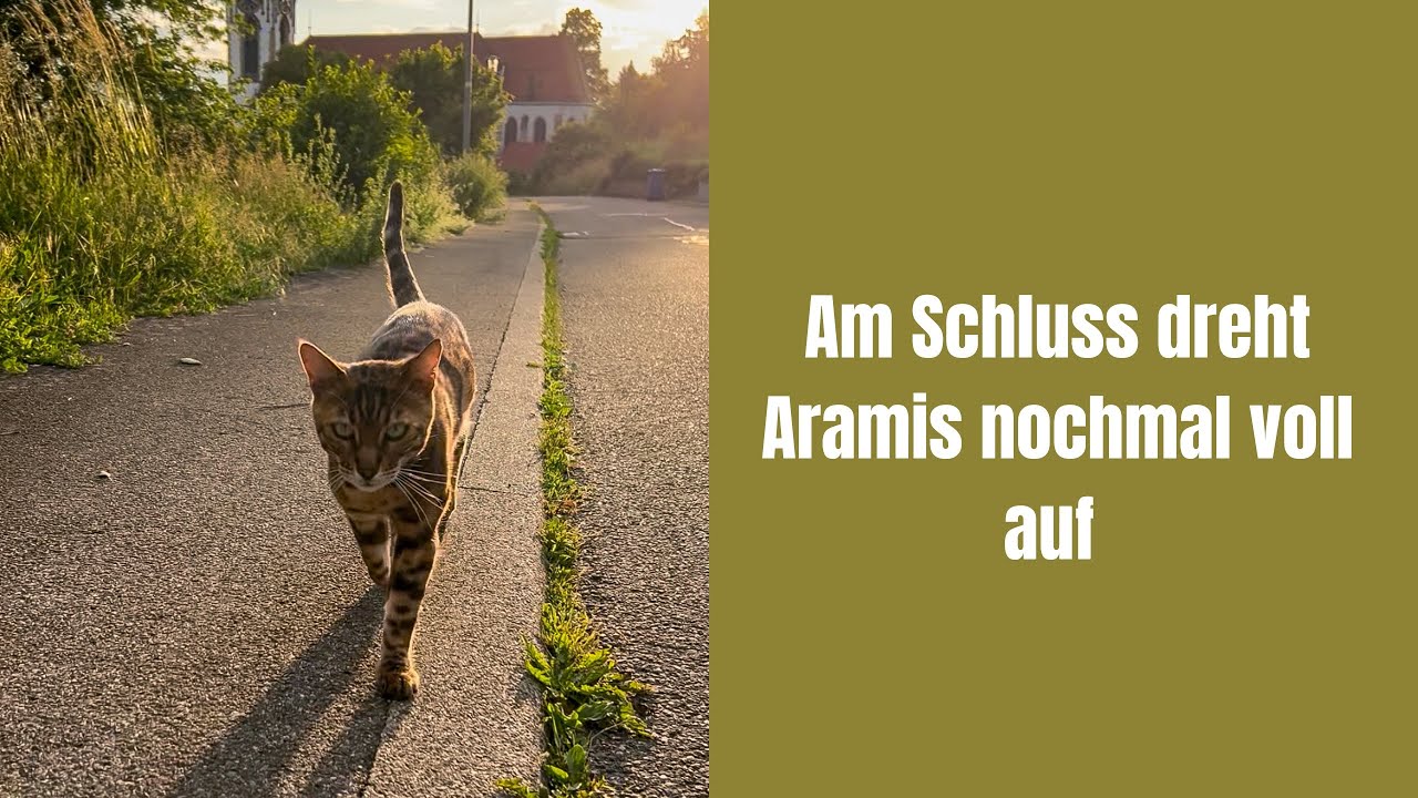 Plan: Aramis reinholen - Ergebnis: Lily auch draussen 