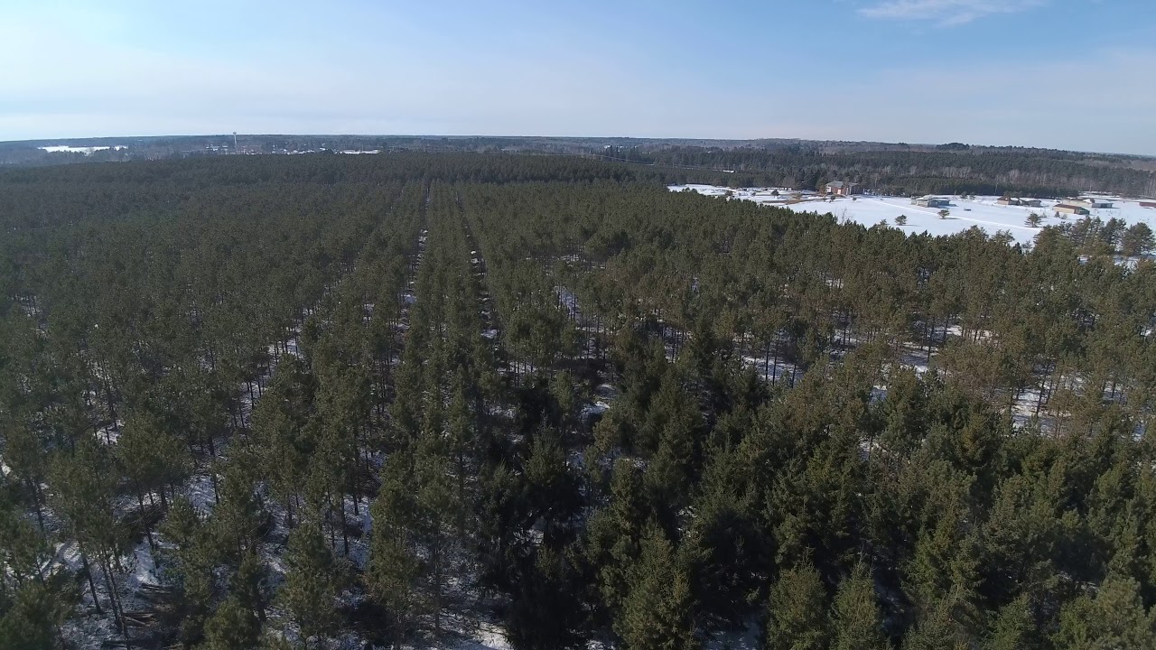 Rieger Logging thining a pine plantation in Nevis MN March 2018