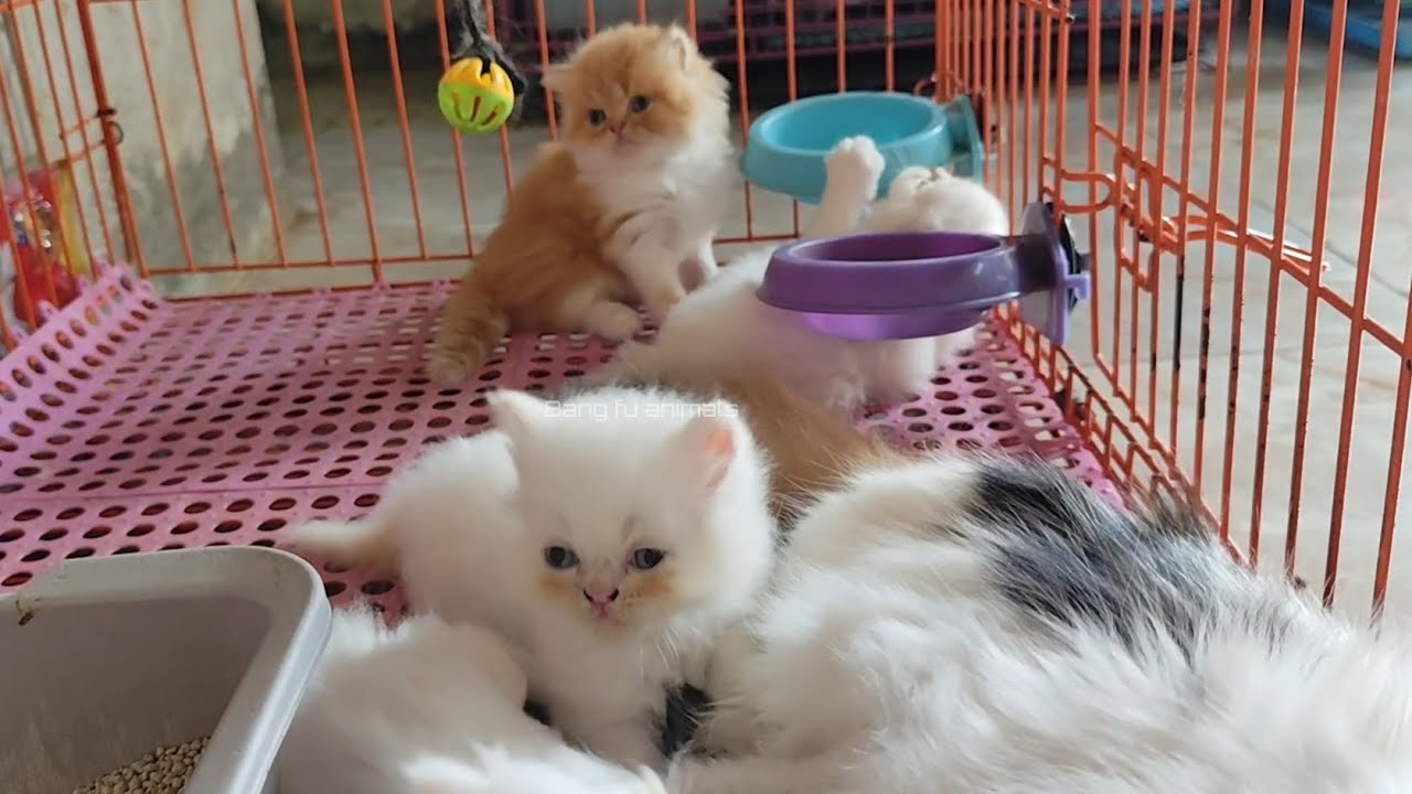Various kinds of cute kittens ‼️bang fu animals