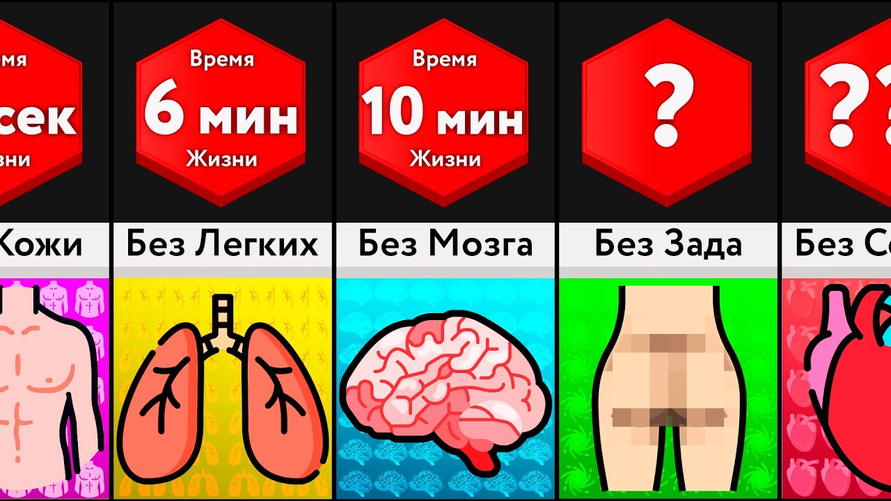Сколько Ты Проживешь Без Органов?