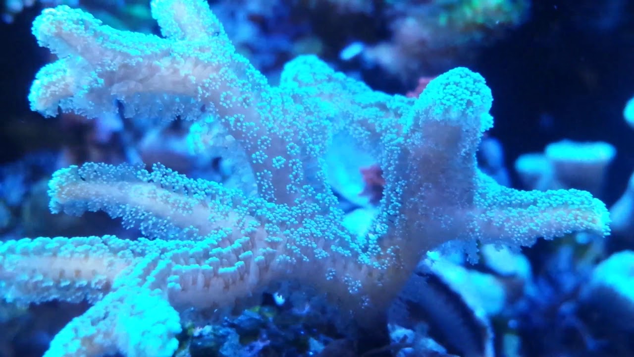 seriatopora caliendrum blue