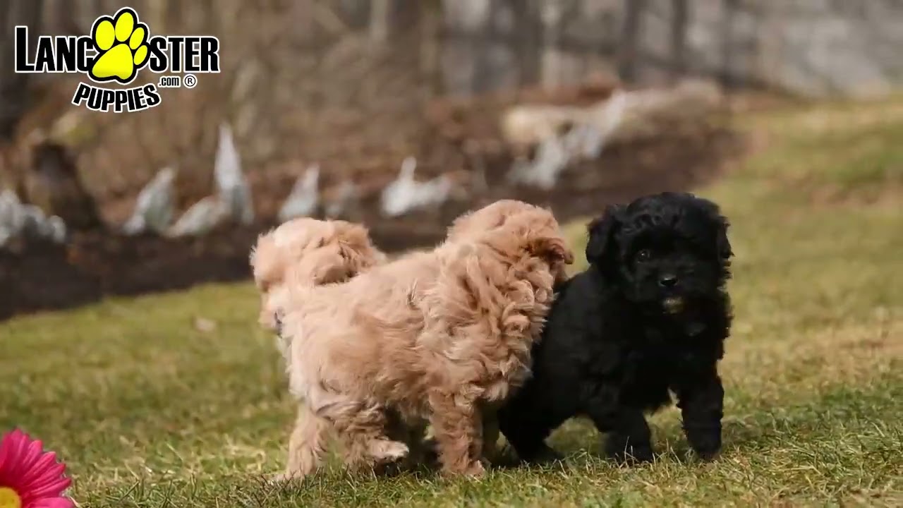 Adorable Pomapoo Puppies