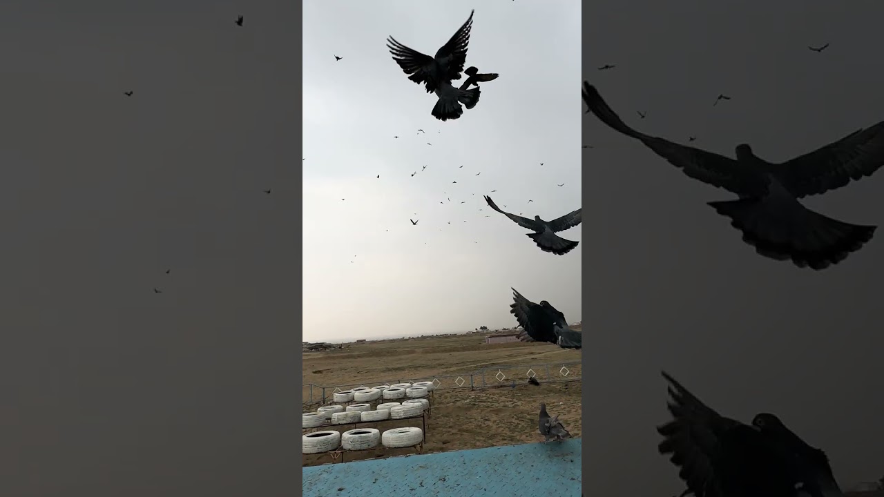 ٢٥ يناير، ٢٠٢٦