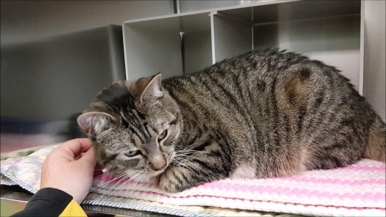 Sweetie the Cat - Animal Spotlight
