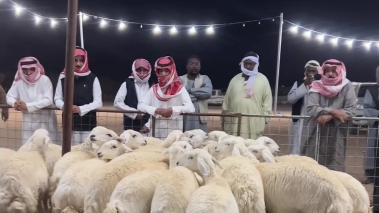 تغطيه سوق الاحد بعد صلاه التراويح بالقرشيات شمال الطايف ١٤٤٧/٩/١٢هـ