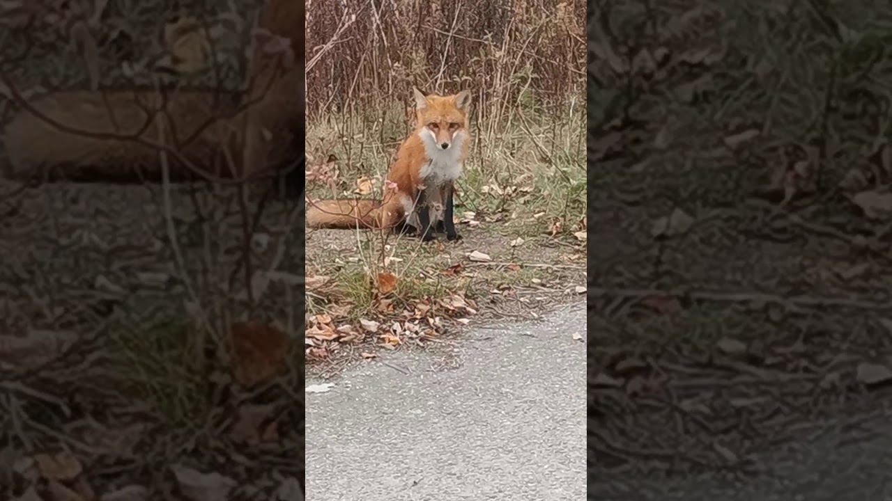 Fox on Leslie Spit
