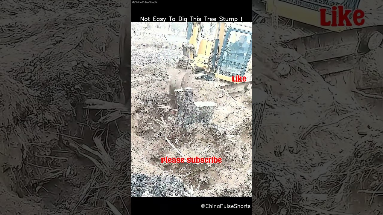 Not Easy Digging This Stubborn Stump! 🌳⛏️ Tougher Than It Looks #treestumpremoval #hardwork