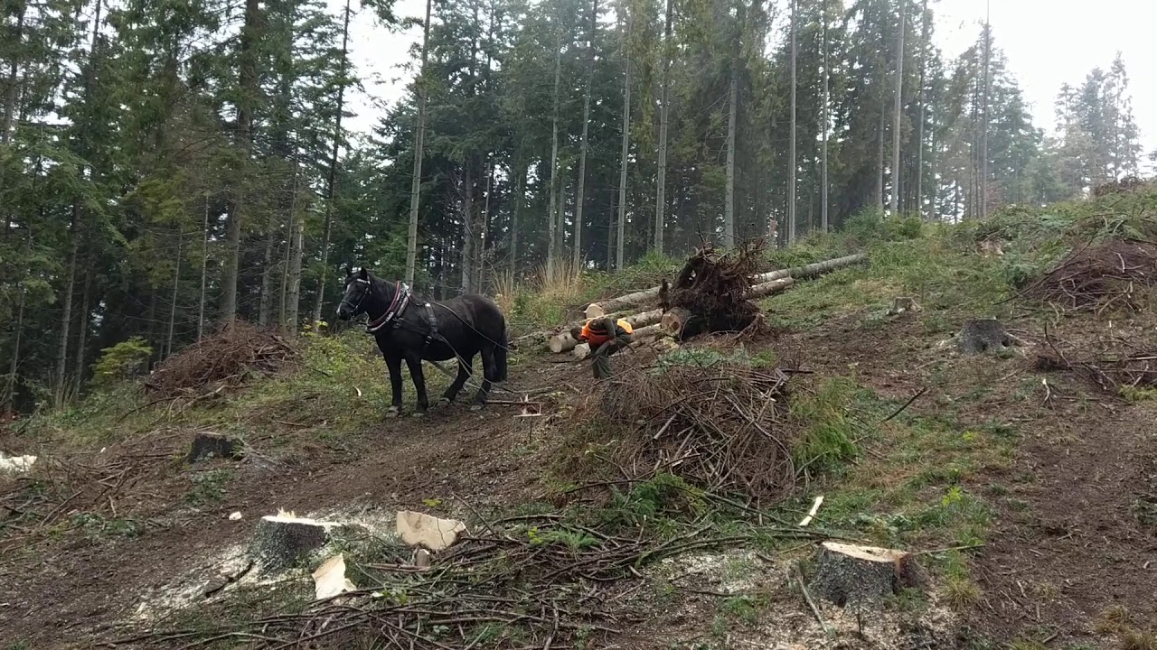 Norik Muranský. Holzrucker- Stute- Norik Muranský. Priblížovanie dreva s koňom. Ja a moja Uľa.