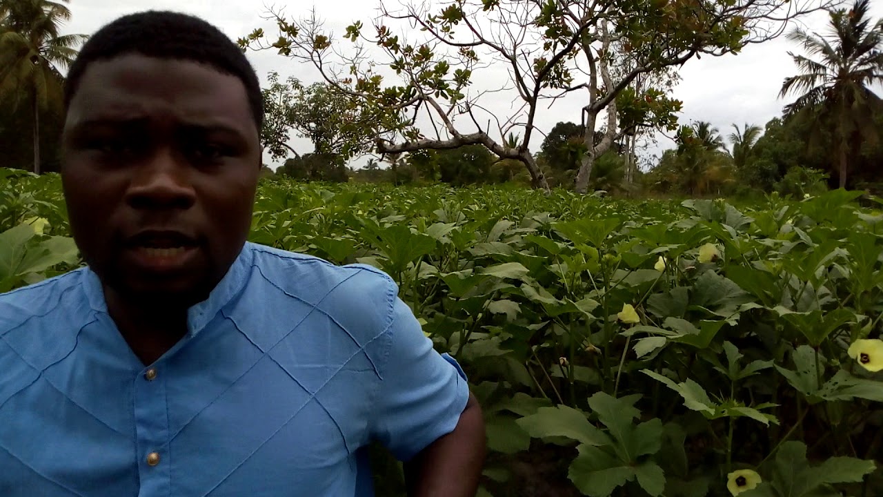 KILIMO BORA CHA BAMIA KANGETAKILIMO