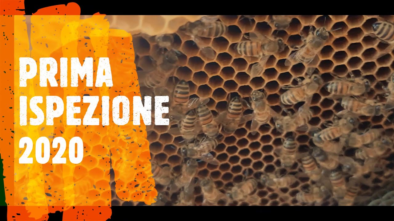 PRIMA ISPEZIONE 2020 e COME RIPARARE UN FAVO ARNIA TOP BAR