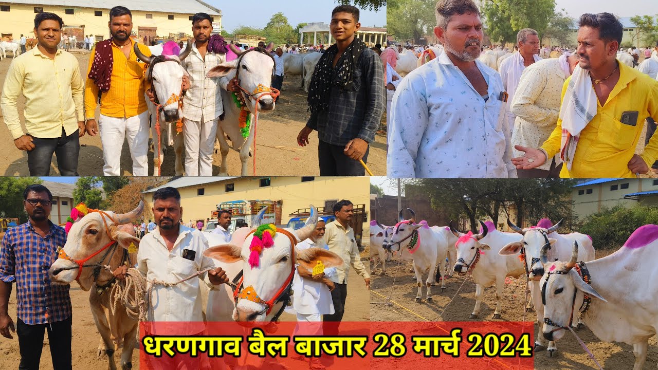 धरणगाव बैल बाजार live 🔴 28 मार्च 2024 || Dharangaon Bail Bajar #bailbajar