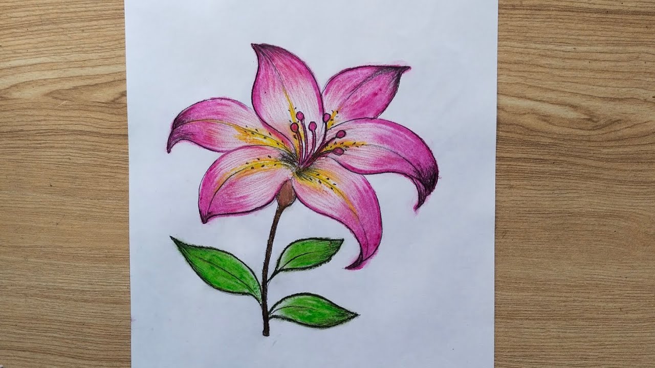 How to make Lily flower drawing | Flower drawing with oil pastel colour | Beautiful flower drawing 