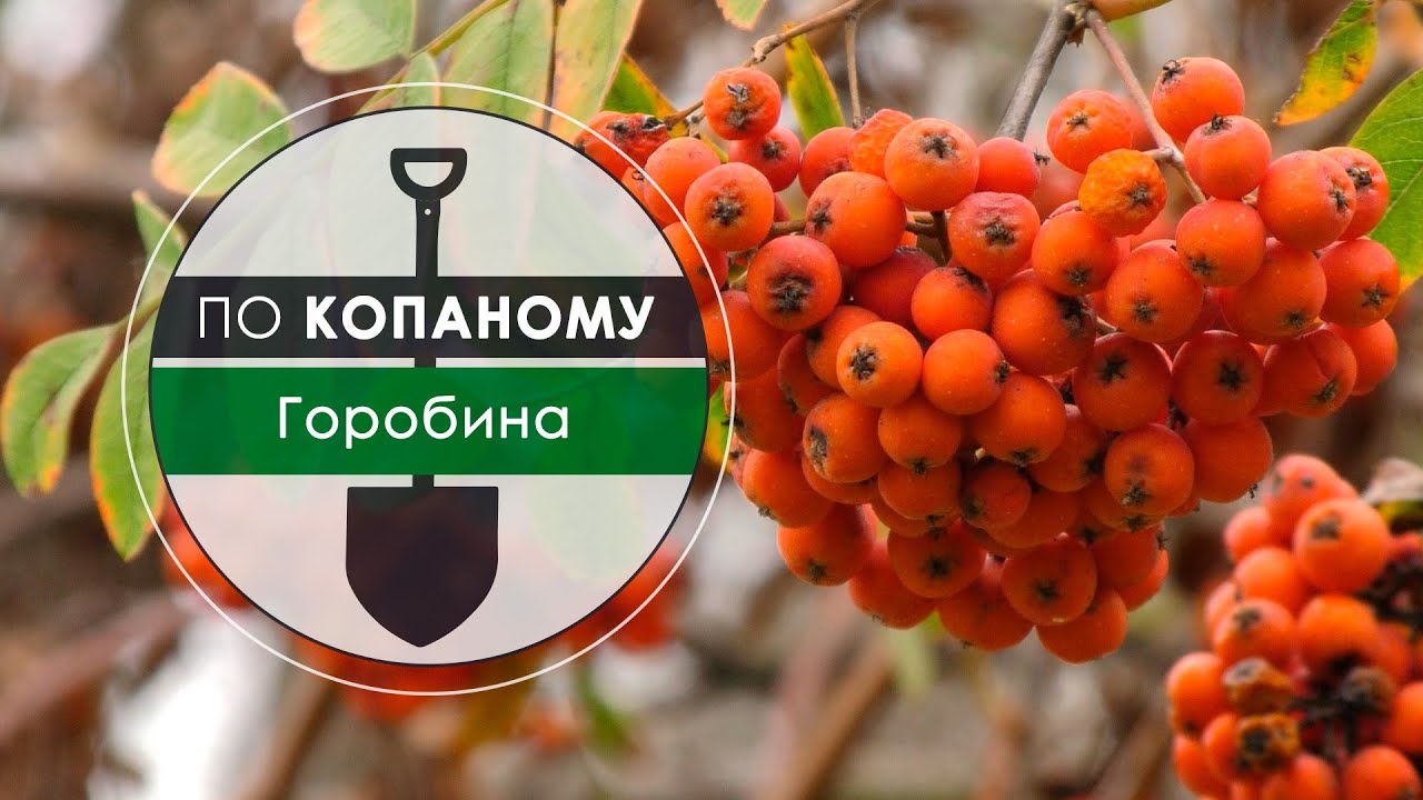 По копаному. Горобина