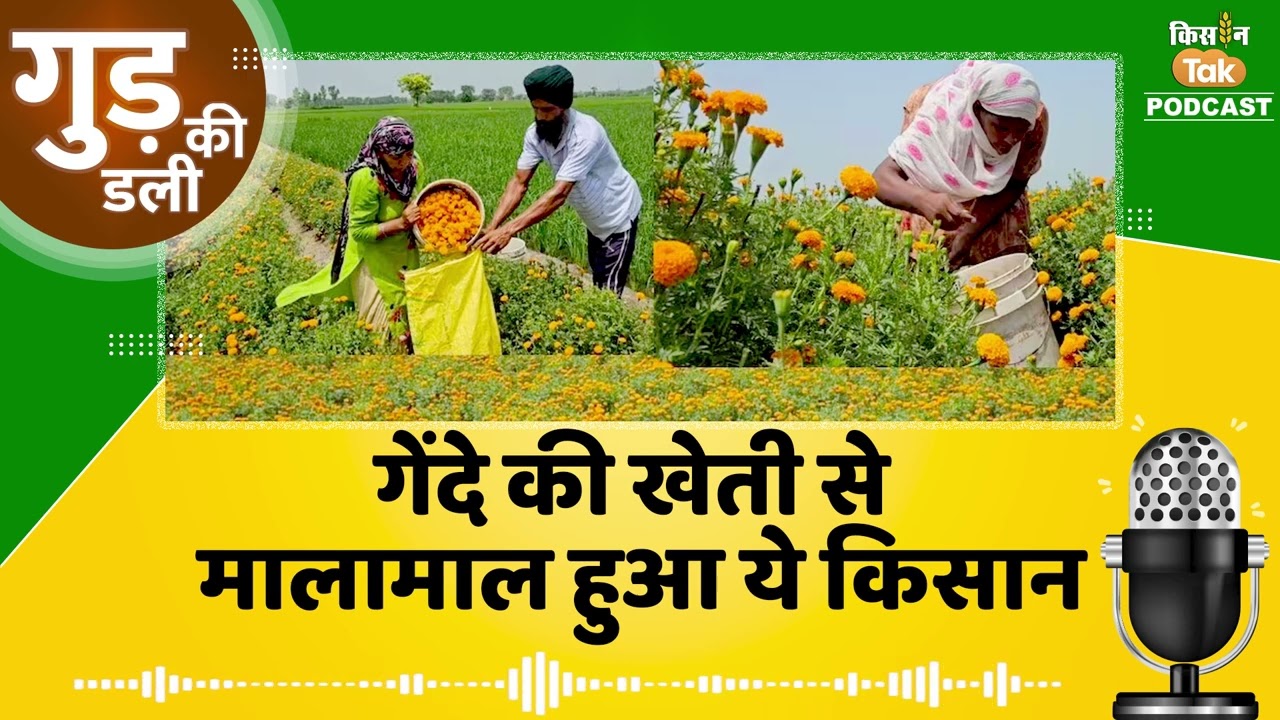 Success Story: गेंदा फूल की खेती कर किसान सुखदीप सिंह कमा रहे डबल मुनाफा | Kisan Tak