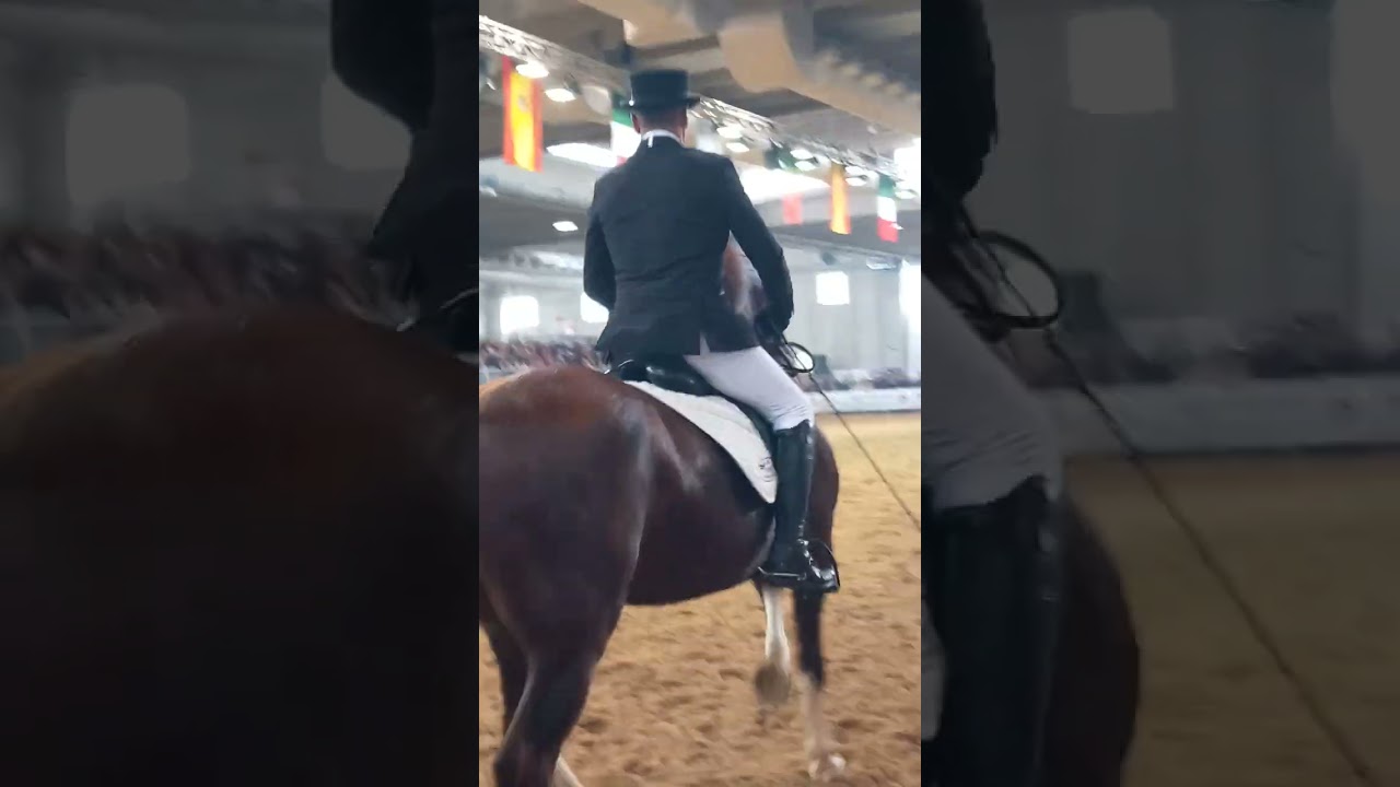 Salvo Cusenza e Brazito 🇵🇹 🇪🇸 Show Iberico Fiera cavalli Verona 2024 🇮🇹